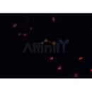 AF0379 staining HeLa  cells by IF/ICC. The sample were fixed with PFA and permeabilized in 0.1% Triton X-100,then blocked in 10% serum for 45 minutes at 25¡ãC. The primary antibody was diluted at 1/200 and incubated with the sample for 1 hour at 37¡ãC. An  Alexa Fluor 594 conjugated goat anti-rabbit IgG (H+L) antibody(Cat.