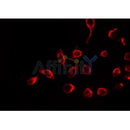 AF0379 staining HeLa by IF/ICC. The sample were fixed with PFA and permeabilized in 0.1% Triton X-100,then blocked in 10% serum for 45 minutes at 25¡ãC. The primary antibody was diluted at 1/200 and incubated with the sample for 1 hour at 37¡ãC. An  Alexa Fluor 594 conjugated goat anti-rabbit IgG (H+L) Ab, diluted at 1/600, was used as the secondary antibod
