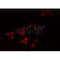 Western blot analysis of extracts from various samples, using HSD3B7 Antibody. Lane 1: 293  treated with  blocking peptide; Lane 2: 293; Lane 3: HepG2; 