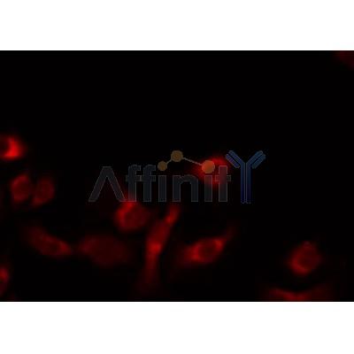 Western blot analysis of extracts from 293, using MRPL14 Antibody.