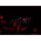 Western blot analysis of extracts from 293, using MRPL14 Antibody.