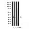 Western blot analysis of extracts from 293, using MRPL16 Antibody. Lane 1 was treated with the antigen-specific peptide.