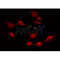 AF0380 staining HuvEc by IF/ICC. The sample were fixed with PFA and permeabilized in 0.1% Triton X-100,then blocked in 10% serum for 45 minutes at 25¡ãC. The primary antibody was diluted at 1/200 and incubated with the sample for 1 hour at 37¡ãC. An  Alexa Fluor 594 conjugated goat anti-rabbit IgG (H+L) Ab, diluted at 1/600, was used as the secondary antibod