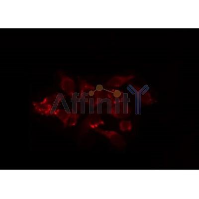 Western blot analysis of extracts from 293, using MRPL44 Antibody.