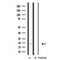 DF3679 staining  Hela cells by IF/ICC. The sample were fixed with PFA and permeabilized in 0.1% Triton X-100,then blocked in 10% serum for 45 minutes at 25¡ãC. The primary antibody was diluted at 1/200 and incubated with the sample for 1 hour at 37¡ãC. An  Alexa Fluor 594 conjugated goat anti-rabbit IgG (H+L) antibody(Cat.# S0006), diluted at 1/600, was used as secondary antibod