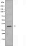 DF3689 staining  A549 cells by IF/ICC. The sample were fixed with PFA and permeabilized in 0.1% Triton X-100,then blocked in 10% serum for 45 minutes at 25¡ãC. The primary antibody was diluted at 1/200 and incubated with the sample for 1 hour at 37¡ãC. An  Alexa Fluor 594 conjugated goat anti-rabbit IgG (H+L) antibody(Cat.