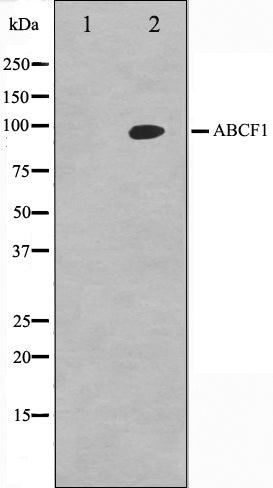 Western blot analysis on HeLa cell lysate using ABCF1 Antibody,The lane on the left is treated with the antigen-specific peptide.