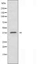 DF3691 staining  293 cells by IF/ICC. The sample were fixed with PFA and permeabilized in 0.1% Triton X-100,then blocked in 10% serum for 45 minutes at 25¡ãC. The primary antibody was diluted at 1/200 and incubated with the sample for 1 hour at 37¡ãC. An  Alexa Fluor 594 conjugated goat anti-rabbit IgG (H+L) antibody(Cat.# S0006), diluted at 1/600, was used as secondary antibod