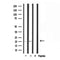 DF3698 staining  LOVO cells by IF/ICC. The sample were fixed with PFA and permeabilized in 0.1% Triton X-100,then blocked in 10% serum for 45 minutes at 25¡ãC. The primary antibody was diluted at 1/200 and incubated with the sample for 1 hour at 37¡ãC. An  Alexa Fluor 594 conjugated goat anti-rabbit IgG (H+L) antibody(Cat.# S0006), diluted at 1/600, was used as secondary antibod