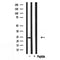 DF3699 at 1/100 staining Rat kidney tissue by IHC-P. The sample was formaldehyde fixed and a heat mediated antigen retrieval step in citrate buffer was performed. The sample was then blocked and incubated with the antibody for 1.5 hours at 22¡ãC. An HRP conjugated goat anti-rabbit antibody was used as the secondary