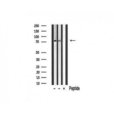 Western blot analysis of extracts of various samples,using MAN1B1 Antibody.