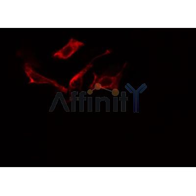 AF0386 staining NIH-3T3 cells by IF/ICC. The sample were fixed with PFA and permeabilized in 0.1% Triton X-100,then blocked in 10% serum for 45 minutes at 25¡ãC. The primary antibody was diluted at 1/200 and incubated with the sample for 1 hour at 37¡ãC. An  Alexa Fluor 594 conjugated goat anti-rabbit IgG (H+L) antibody(Cat.