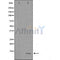 DF3711 staining Hela by IF/ICC. The sample were fixed with PFA and permeabilized in 0.1% Triton X-100,then blocked in 10% serum for 45 minutes at 25¡ãC. The primary antibody was diluted at 1/200 and incubated with the sample for 1 hour at 37¡ãC. An  Alexa Fluor 594 conjugated goat anti-rabbit IgG (H+L) Ab, diluted at 1/600, was used as the secondary antibod