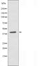 DF3714 staining  A549 cells by IF/ICC. The sample were fixed with PFA and permeabilized in 0.1% Triton X-100,then blocked in 10% serum for 45 minutes at 25¡ãC. The primary antibody was diluted at 1/200 and incubated with the sample for 1 hour at 37¡ãC. An  Alexa Fluor 594 conjugated goat anti-rabbit IgG (H+L) antibody(Cat.# S0006), diluted at 1/600, was used as secondary antibod