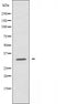 DF3716 staining COLO205 by IF/ICC. The sample were fixed with PFA and permeabilized in 0.1% Triton X-100,then blocked in 10% serum for 45 minutes at 25¡ãC. The primary antibody was diluted at 1/200 and incubated with the sample for 1 hour at 37¡ãC. An  Alexa Fluor 594 conjugated goat anti-rabbit IgG (H+L) Ab, diluted at 1/600, was used as the secondary antibod