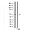 DF3719 staining HT29 by IF/ICC. The sample were fixed with PFA and permeabilized in 0.1% Triton X-100,then blocked in 10% serum for 45 minutes at 25¡ãC. The primary antibody was diluted at 1/200 and incubated with the sample for 1 hour at 37¡ãC. An  Alexa Fluor 594 conjugated goat anti-rabbit IgG (H+L) Ab, diluted at 1/600, was used as the secondary antibod