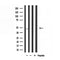 DF3726 staining HepG2 by IF/ICC. The sample were fixed with PFA and permeabilized in 0.1% Triton X-100,then blocked in 10% serum for 45 minutes at 25¡ãC. The primary antibody was diluted at 1/200 and incubated with the sample for 1 hour at 37¡ãC. An  Alexa Fluor 594 conjugated goat anti-rabbit IgG (H+L) Ab, diluted at 1/600, was used as the secondary antibod