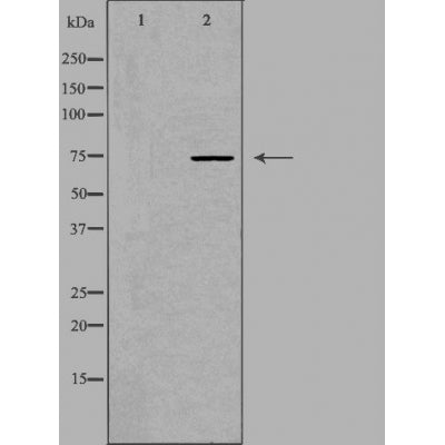 DF3727 at 1/100 staining Mouse liver tissue by IHC-P. The sample was formaldehyde fixed and a heat mediated antigen retrieval step in citrate buffer was performed. The sample was then blocked and incubated with the antibody for 1.5 hours at 22¡ãC. An HRP conjugated goat anti-rabbit antibody was used as the secondary