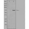 DF3727 at 1/100 staining Mouse liver tissue by IHC-P. The sample was formaldehyde fixed and a heat mediated antigen retrieval step in citrate buffer was performed. The sample was then blocked and incubated with the antibody for 1.5 hours at 22¡ãC. An HRP conjugated goat anti-rabbit antibody was used as the secondary