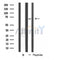 Western blot analysis of SLC33A1 expression in Human Placenta lysate