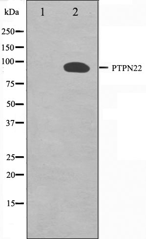 Western blot analysis on HeLa cell lysate using PTPN22 Antibody,The lane on the left is treated with the antigen-specific peptide.