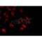 AF0391 staining HeLa by IF/ICC. The sample were fixed with PFA and permeabilized in 0.1% Triton X-100,then blocked in 10% serum for 45 minutes at 25¡ãC. The primary antibody was diluted at 1/200 and incubated with the sample for 1 hour at 37¡ãC. An  Alexa Fluor 594 conjugated goat anti-rabbit IgG (H+L) Ab, diluted at 1/600, was used as the secondary antibod