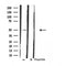 Western blot analysis of extracts from rat heart, using LPCAT2 Antibody. Lane 1 was treated with the blocking peptide.