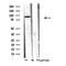 DF3739 staining 293 by IF/ICC. The sample were fixed with PFA and permeabilized in 0.1% Triton X-100,then blocked in 10% serum for 45 minutes at 25¡ãC. The primary antibody was diluted at 1/200 and incubated with the sample for 1 hour at 37¡ãC. An  Alexa Fluor 594 conjugated goat anti-rabbit IgG (H+L) Ab, diluted at 1/600, was used as the secondary antibod