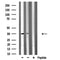 DF3743 staining HeLa by IF/ICC. The sample were fixed with PFA and permeabilized in 0.1% Triton X-100,then blocked in 10% serum for 45 minutes at 25¡ãC. The primary antibody was diluted at 1/200 and incubated with the sample for 1 hour at 37¡ãC. An  Alexa Fluor 594 conjugated goat anti-rabbit IgG (H+L) Ab, diluted at 1/600, was used as the secondary antibod
