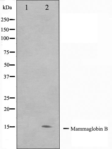 Western blot analysis on HepG2 cell lysate using Mammaglobin B Antibody. The lane on the left is treated with the antigen-specific peptide.