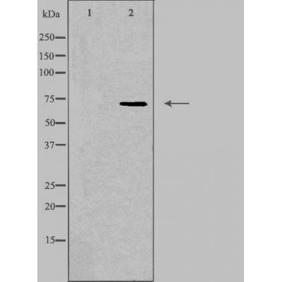 DF3765 staining RAW264.7 cells by IF/ICC. The sample were fixed with PFA and permeabilized in 0.1% Triton X-100,then blocked in 10% serum for 45 minutes at 25¡ãC. The primary antibody was diluted at 1/200 and incubated with the sample for 1 hour at 37¡ãC. An  Alexa Fluor 594 conjugated goat anti-rabbit IgG (H+L) antibody(Cat.# S0006), diluted at 1/600, was used as secondary antibod