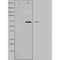 DF3765 staining RAW264.7 cells by IF/ICC. The sample were fixed with PFA and permeabilized in 0.1% Triton X-100,then blocked in 10% serum for 45 minutes at 25¡ãC. The primary antibody was diluted at 1/200 and incubated with the sample for 1 hour at 37¡ãC. An  Alexa Fluor 594 conjugated goat anti-rabbit IgG (H+L) antibody(Cat.# S0006), diluted at 1/600, was used as secondary antibod