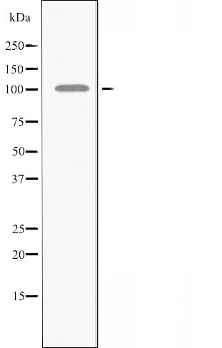 DF3766 staining HeLa cells by IF/ICC. The sample were fixed with PFA and permeabilized in 0.1% Triton X-100,then blocked in 10% serum for 45 minutes at 25¡ãC. The primary antibody was diluted at 1/200 and incubated with the sample for 1 hour at 37¡ãC. An  Alexa Fluor 594 conjugated goat anti-rabbit IgG (H+L) antibody(Cat.# S0006), diluted at 1/600, was used as secondary antibod