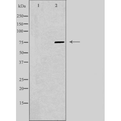 DF3767 staining HeLa cells by IF/ICC. The sample were fixed with PFA and permeabilized in 0.1% Triton X-100,then blocked in 10% serum for 45 minutes at 25¡ãC. The primary antibody was diluted at 1/200 and incubated with the sample for 1 hour at 37¡ãC. An  Alexa Fluor 594 conjugated goat anti-rabbit IgG (H+L) antibody(Cat.# S0006), diluted at 1/600, was used as secondary antibod