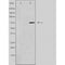 DF3767 staining HeLa cells by IF/ICC. The sample were fixed with PFA and permeabilized in 0.1% Triton X-100,then blocked in 10% serum for 45 minutes at 25¡ãC. The primary antibody was diluted at 1/200 and incubated with the sample for 1 hour at 37¡ãC. An  Alexa Fluor 594 conjugated goat anti-rabbit IgG (H+L) antibody(Cat.# S0006), diluted at 1/600, was used as secondary antibod