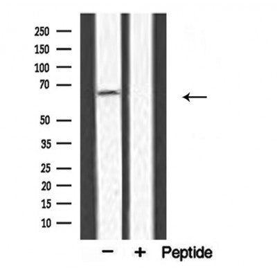 DF3771 staining  293 cells by IF/ICC. The sample were fixed with PFA and permeabilized in 0.1% Triton X-100,then blocked in 10% serum for 45 minutes at 25¡ãC. The primary antibody was diluted at 1/200 and incubated with the sample for 1 hour at 37¡ãC. An  Alexa Fluor 594 conjugated goat anti-rabbit IgG (H+L) antibody(Cat.# S0006), diluted at 1/600, was used as secondary antibod