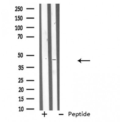 Western blot analysis of APOA4 using CACO-2 whole cell lysates
