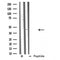 Western blot analysis of APOA4 using CACO-2 whole cell lysates