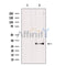 Western blot analysis of extracts from HepG2, using AQP1 Antibody. Lane 1 was treated with the blocking peptide.
