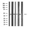 DF3790 staining Hela cells by IF/ICC. The sample were fixed with PFA and permeabilized in 0.1% Triton X-100,then blocked in 10% serum for 45 minutes at 25¡ãC. The primary antibody was diluted at 1/200 and incubated with the sample for 1 hour at 37¡ãC. An  Alexa Fluor 594 conjugated goat anti-rabbit IgG (H+L) antibody(Cat.