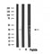 DF3791 staining 293 cells by IF/ICC. The sample were fixed with PFA and permeabilized in 0.1% Triton X-100,then blocked in 10% serum for 45 minutes at 25¡ãC. The primary antibody was diluted at 1/200 and incubated with the sample for 1 hour at 37¡ãC. An  Alexa Fluor 594 conjugated goat anti-rabbit IgG (H+L) antibody(Cat.# S0006), diluted at 1/600, was used as secondary antibod