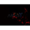 Western blot analysis of extracts from 293, using ATXN2L Antibody.