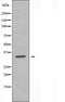 DF3805 staining  Hela cells by IF/ICC. The sample were fixed with PFA and permeabilized in 0.1% Triton X-100,then blocked in 10% serum for 45 minutes at 25¡ãC. The primary antibody was diluted at 1/200 and incubated with the sample for 1 hour at 37¡ãC. An  Alexa Fluor 594 conjugated goat anti-rabbit IgG (H+L) antibody(Cat.# S0006), diluted at 1/600, was used as secondary antibod