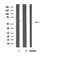 DF3806 staining 293 by IF/ICC. The sample were fixed with PFA and permeabilized in 0.1% Triton X-100,then blocked in 10% serum for 45 minutes at 25¡ãC. The primary antibody was diluted at 1/200 and incubated with the sample for 1 hour at 37¡ãC. An  Alexa Fluor 594 conjugated goat anti-rabbit IgG (H+L) Ab, diluted at 1/600, was used as the secondary antibod