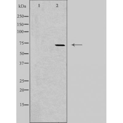 DF3816 staining HeLa by IF/ICC. The sample were fixed with PFA and permeabilized in 0.1% Triton X-100,then blocked in 10% serum for 45 minutes at 25¡ãC. The primary antibody was diluted at 1/200 and incubated with the sample for 1 hour at 37¡ãC. An  Alexa Fluor 594 conjugated goat anti-rabbit IgG (H+L) Ab, diluted at 1/600, was used as the secondary antibod