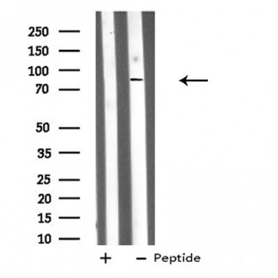 Western blot analysis of DDX50 expression in Mouse lung lysate 