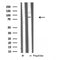 Western blot analysis of DDX50 expression in Mouse lung lysate 