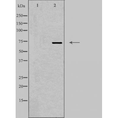 DF3819 staining HepG2 by IF/ICC. The sample were fixed with PFA and permeabilized in 0.1% Triton X-100,then blocked in 10% serum for 45 minutes at 25¡ãC. The primary antibody was diluted at 1/200 and incubated with the sample for 1 hour at 37¡ãC. An  Alexa Fluor 594 conjugated goat anti-rabbit IgG (H+L) Ab, diluted at 1/600, was used as the secondary antibod