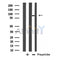 DF3820 staining CoLo by IF/ICC. The sample were fixed with PFA and permeabilized in 0.1% Triton X-100,then blocked in 10% serum for 45 minutes at 25¡ãC. The primary antibody was diluted at 1/200 and incubated with the sample for 1 hour at 37¡ãC. An  Alexa Fluor 594 conjugated goat anti-rabbit IgG (H+L) Ab, diluted at 1/600, was used as the secondary antibod