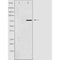 DF3823 staining HepG2 by IF/ICC. The sample were fixed with PFA and permeabilized in 0.1% Triton X-100,then blocked in 10% serum for 45 minutes at 25¡ãC. The primary antibody was diluted at 1/200 and incubated with the sample for 1 hour at 37¡ãC. An  Alexa Fluor 594 conjugated goat anti-rabbit IgG (H+L) Ab, diluted at 1/600, was used as the secondary antibod